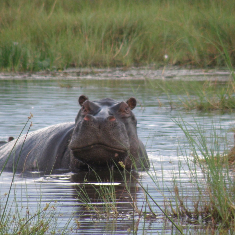 Camping-Safari im wilden Botswana